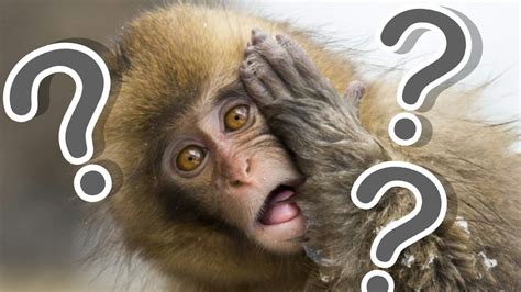 Astonishing Monkey Magic: Unveiling the Reactions of Monkeys to Illusions